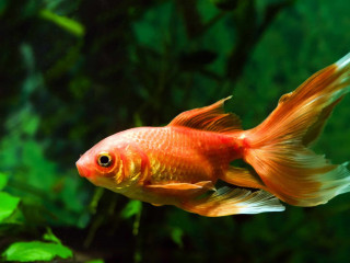 goldfish_test's profile picture